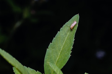 close up of bugs on leaf