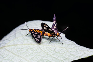 close up of bee mating on leaf
