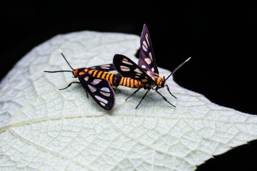 close up of bee mating on leaf