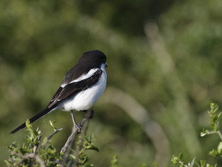 Common Fiscal, Addo Elephant National Park