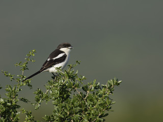 Common Fiscal, Addo Elephant National Park