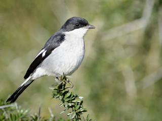 Common Fiscal, Addo Elephant National Park