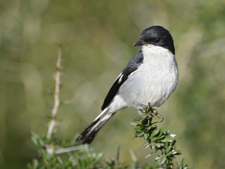 Common Fiscal, Addo Elephant National Park