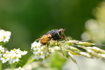 Raupenflieg im Regen