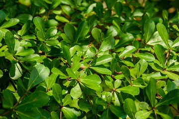 Fototapeta na wymiar branch of green leaf
