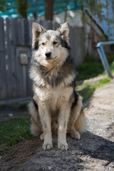 Sunny day beautiful dog outdoor 