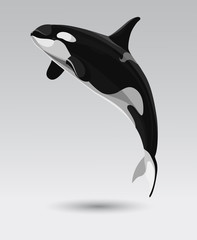 Obraz premium А killer whale, isolated object for your design, black and white