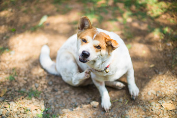 a dog try to scratching its skin.