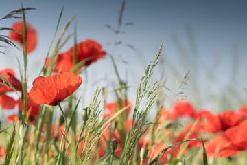 Fototapeta premium Summer day with poppies