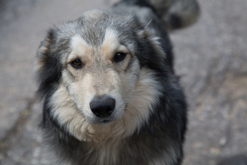 Portrait beautiful dog looking at camera