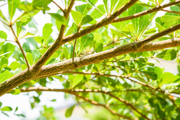 branch of green leaf