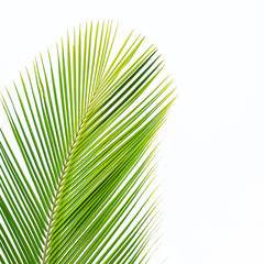 Obraz premium Palm leaf isolated on white