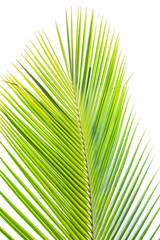 Palm leaf isolated on white