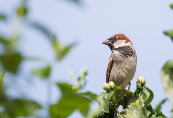 Le moineau domestique