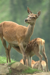 Hirschkuh mit Kalb