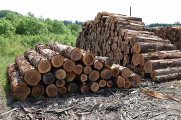 切り出された杉の丸太