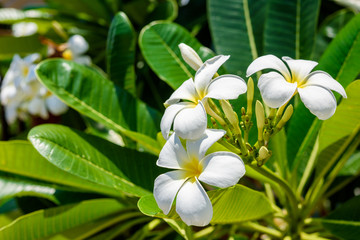White plumeria on the plumeria tree.