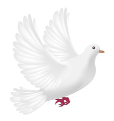 flying white pigeon on a white background