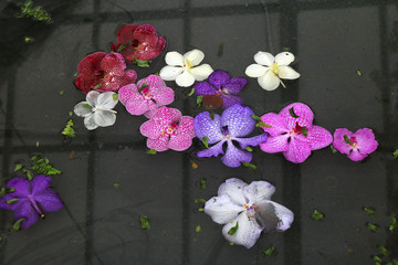 Exposición de orquideas