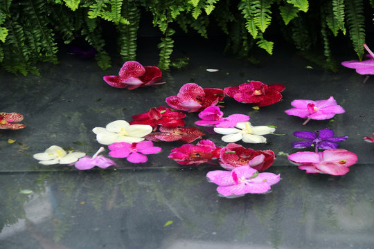 Exposici&oacute;n de orquideas