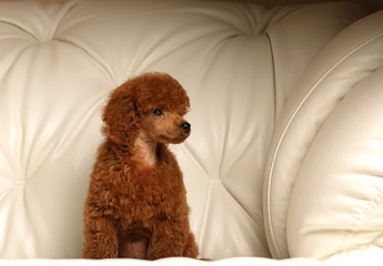Red poodle puppy