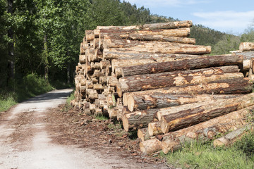 pila de &aacute;rboles cortados en camino forestal