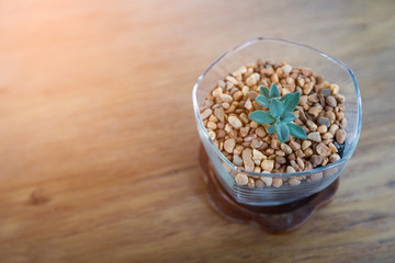 Cactus in the crystal glass