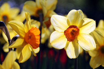 Narcisos tompeteros