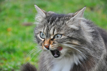 Naklejka na ściany i meble Hungry Norwegian licking his lips, Fluffy cat licks,Cat talking, angry cat