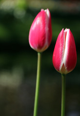 Tulipanes