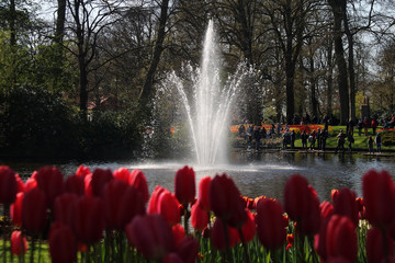 Tilipanes keukenhof