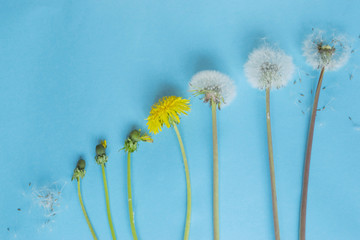 Evolution concept, phases of dandelion growing, blue paper background.