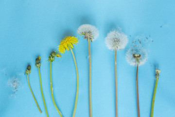 Evolution concept, phases of dandelion growing, blue paper background.