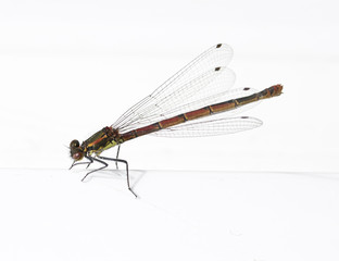 Damson Fly on White Background