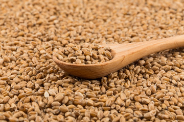 Wheat grain on white