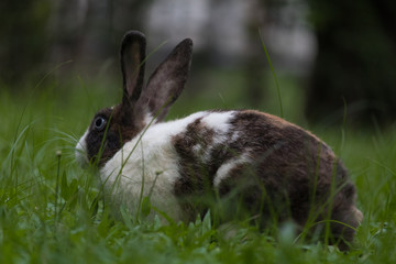 Happy bunny in the park