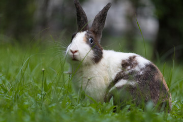 Happy bunny in the park
