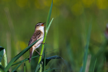 Sedge Warbler in early light