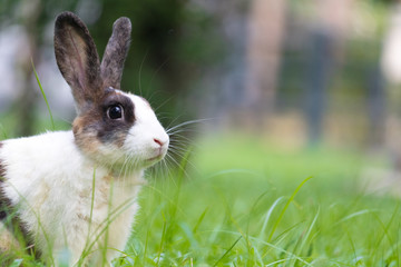 Happy bunny in the park