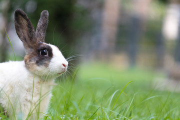 Happy bunny in the park