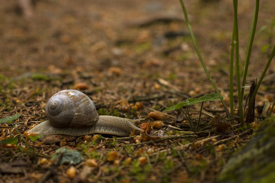 Schnecke auf Waldboden mit Bl&auml;ttern, kriechen