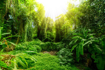 Obraz premium Las tropikalny, drzewa w słońcu i deszczu
