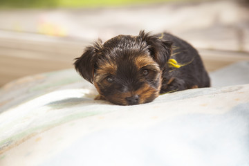 Puppy yorkshire terrier. A small dog. York - decorative breed of dogs
