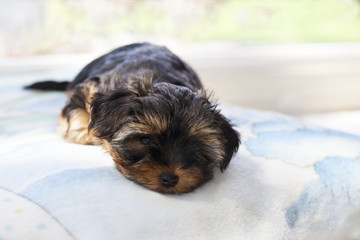 Puppy yorkshire terrier. A small dog. York - decorative breed of dogs
