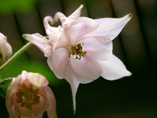 Akelei - champagnerfarbig