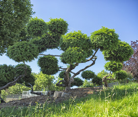 Rounded shape trees in the park with blue sky