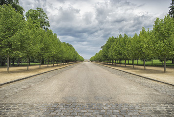 Alley of the trees in the Paris, France