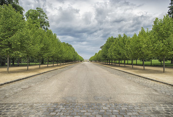 Fototapeta na wymiar Alley of the trees in the Paris, France