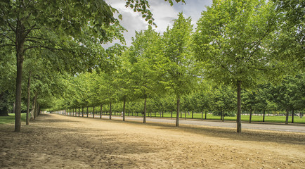 Obraz premium Alley of the trees in the Paris, France
