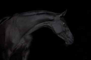 Plakat Black horse isolated on black background
